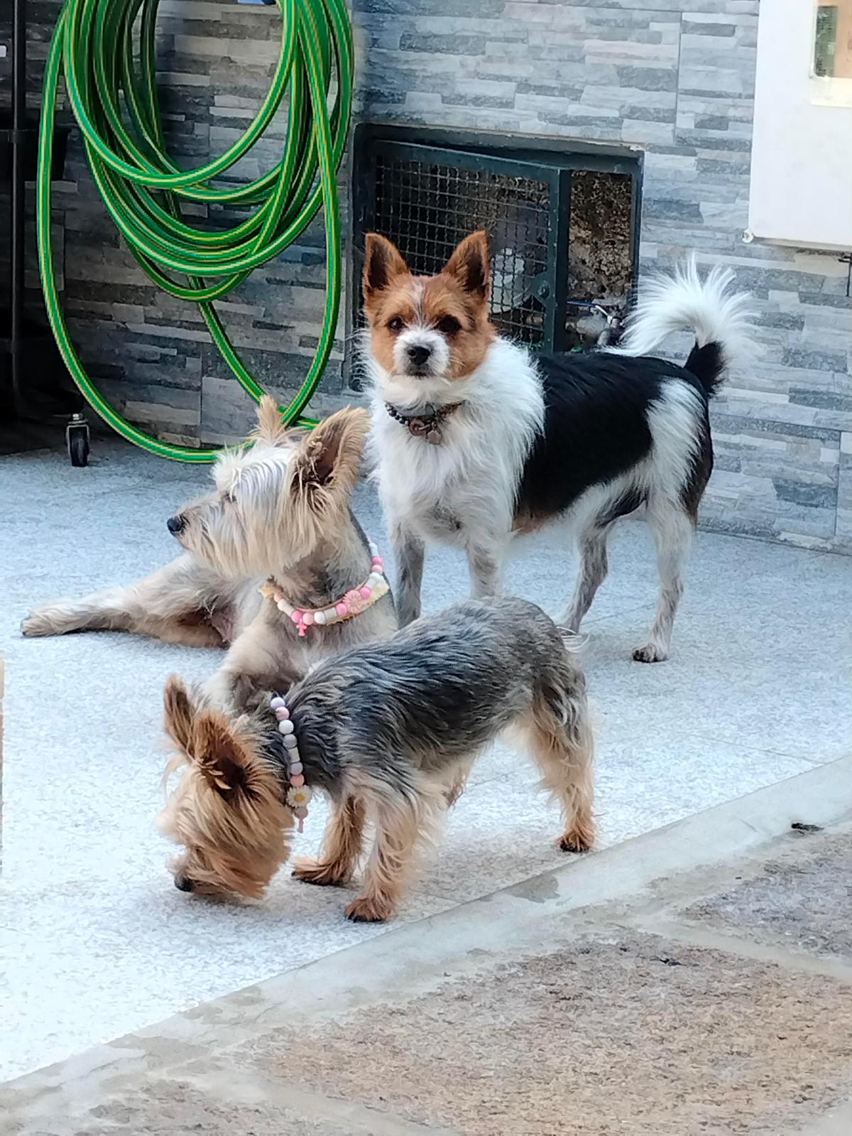 Turrinhas Pet - Caminha - Cat Sitting