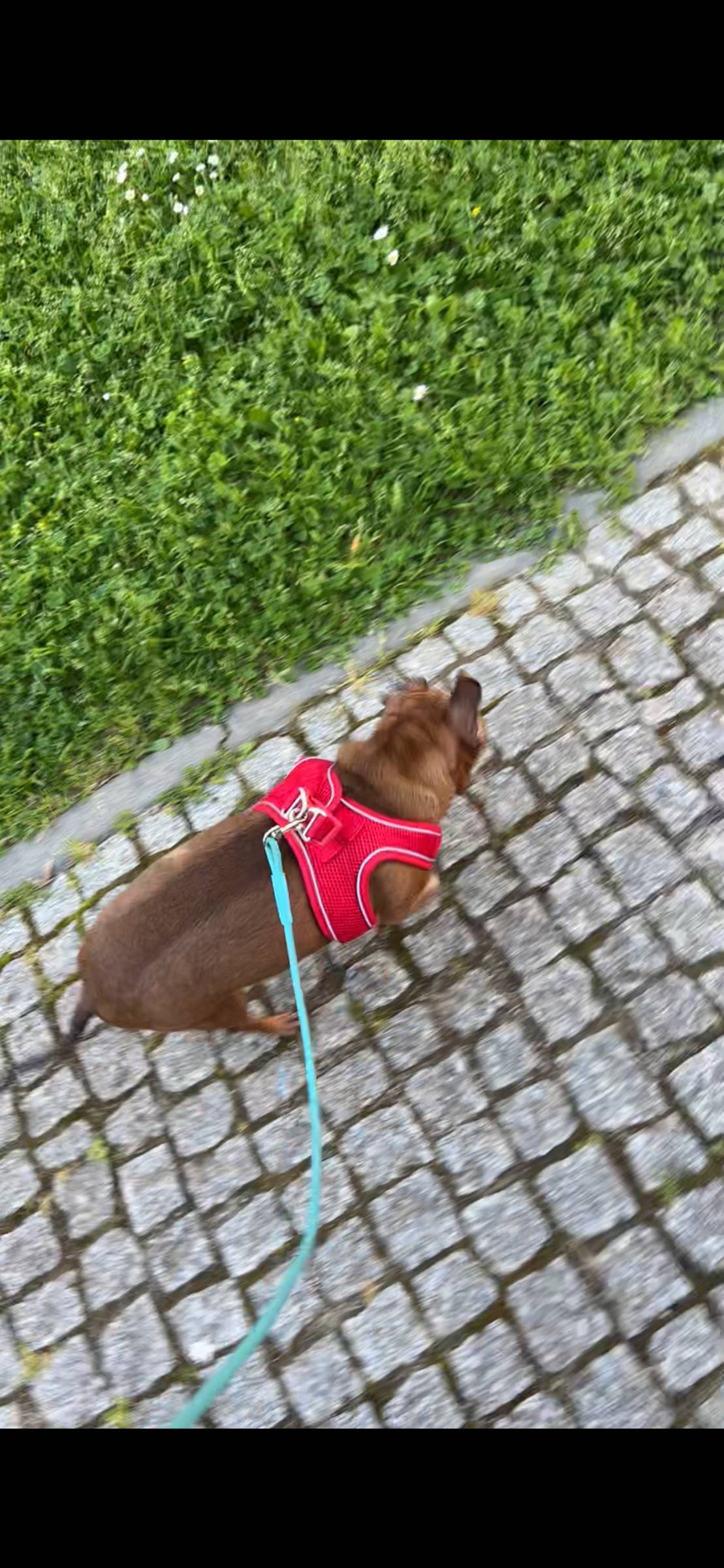 Lara Sofia - Viseu - Paseador de perros