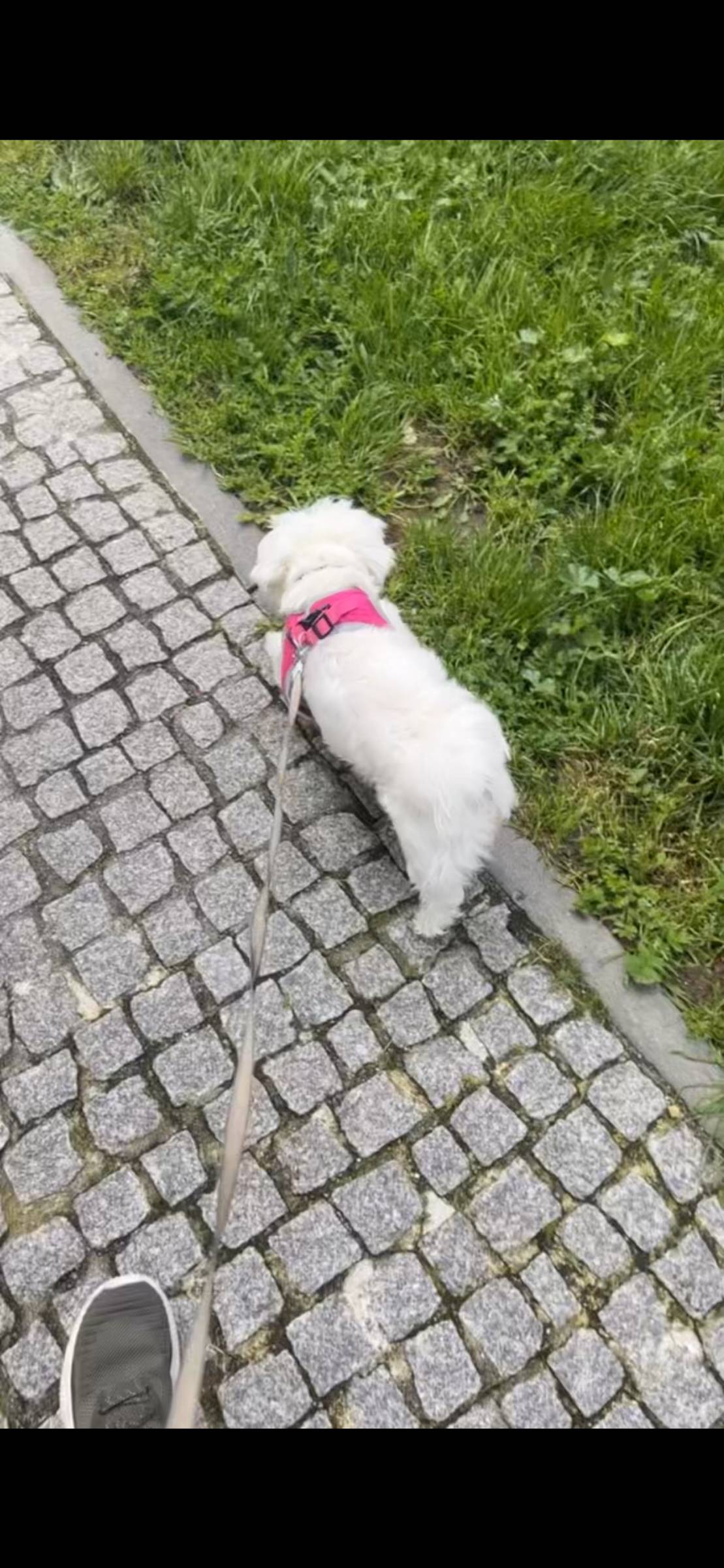 Lara Sofia - Viseu - Cuidar tus gatos