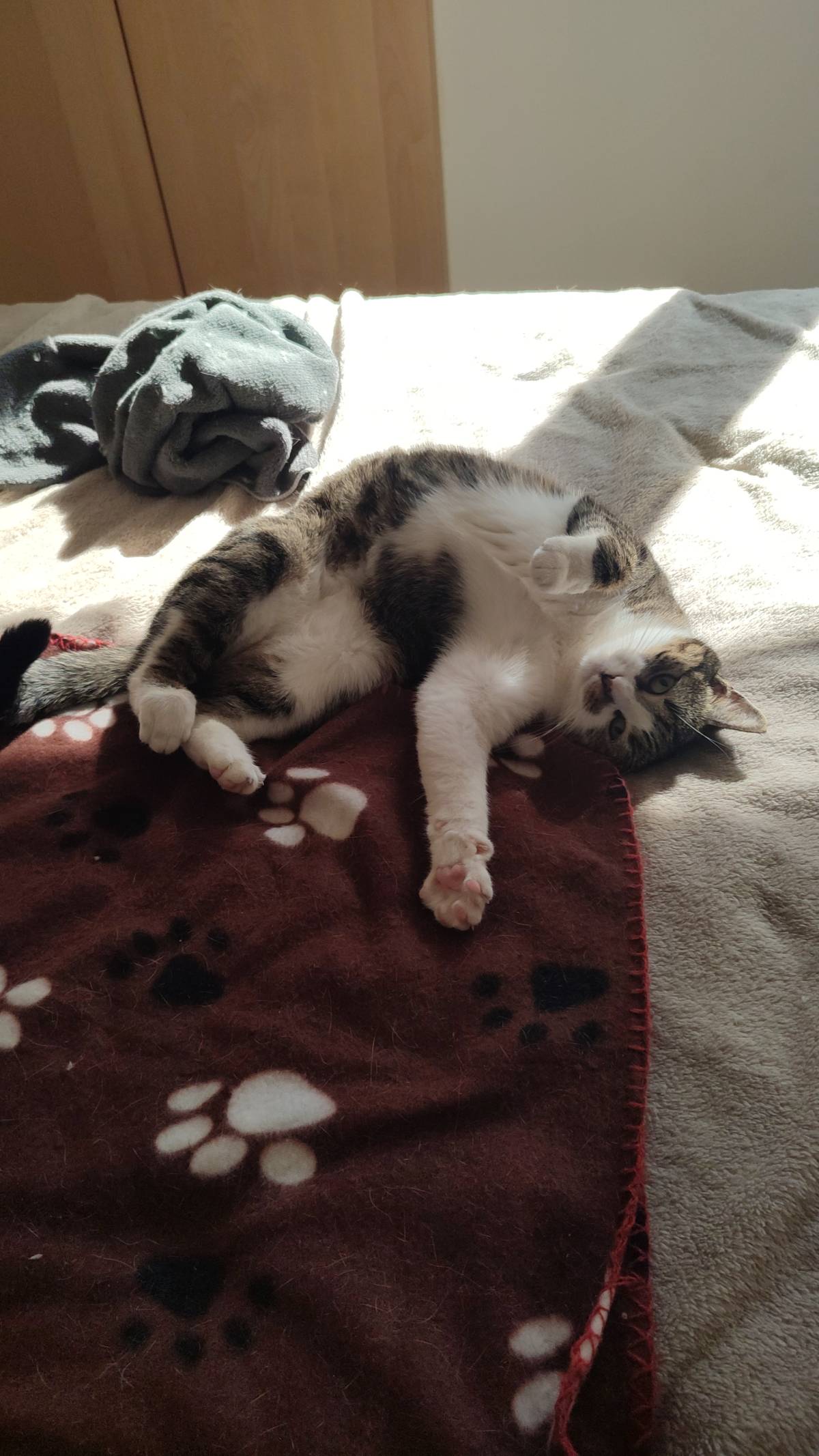 Cristina - Lisboa - Cat Sitting