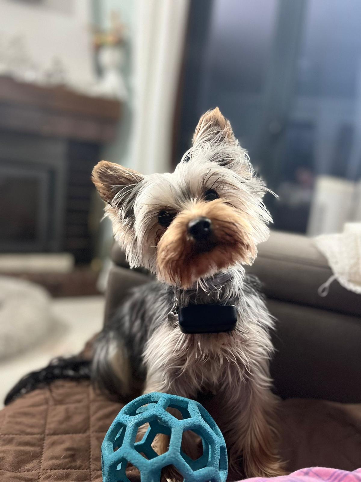 Turrinhas Pet - Caminha - Hundetagesstätte (Hundesitter)