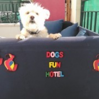 Mimos & Cãopanhia - Cascais - Dog Walking