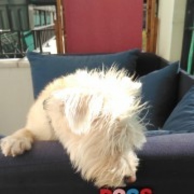 Mimos & Cãopanhia - Cascais - Treino de Cães - Aulas