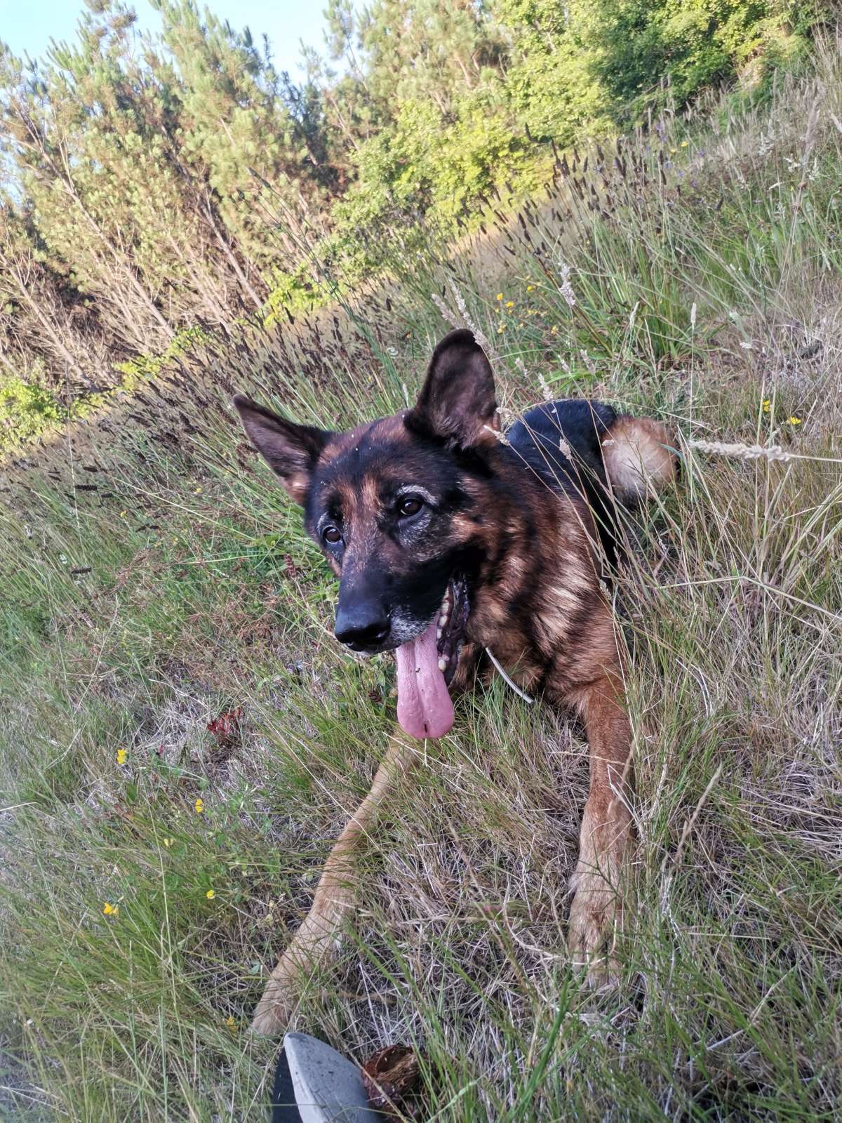 Sarah Cândido - Viseu - Dog Walking
