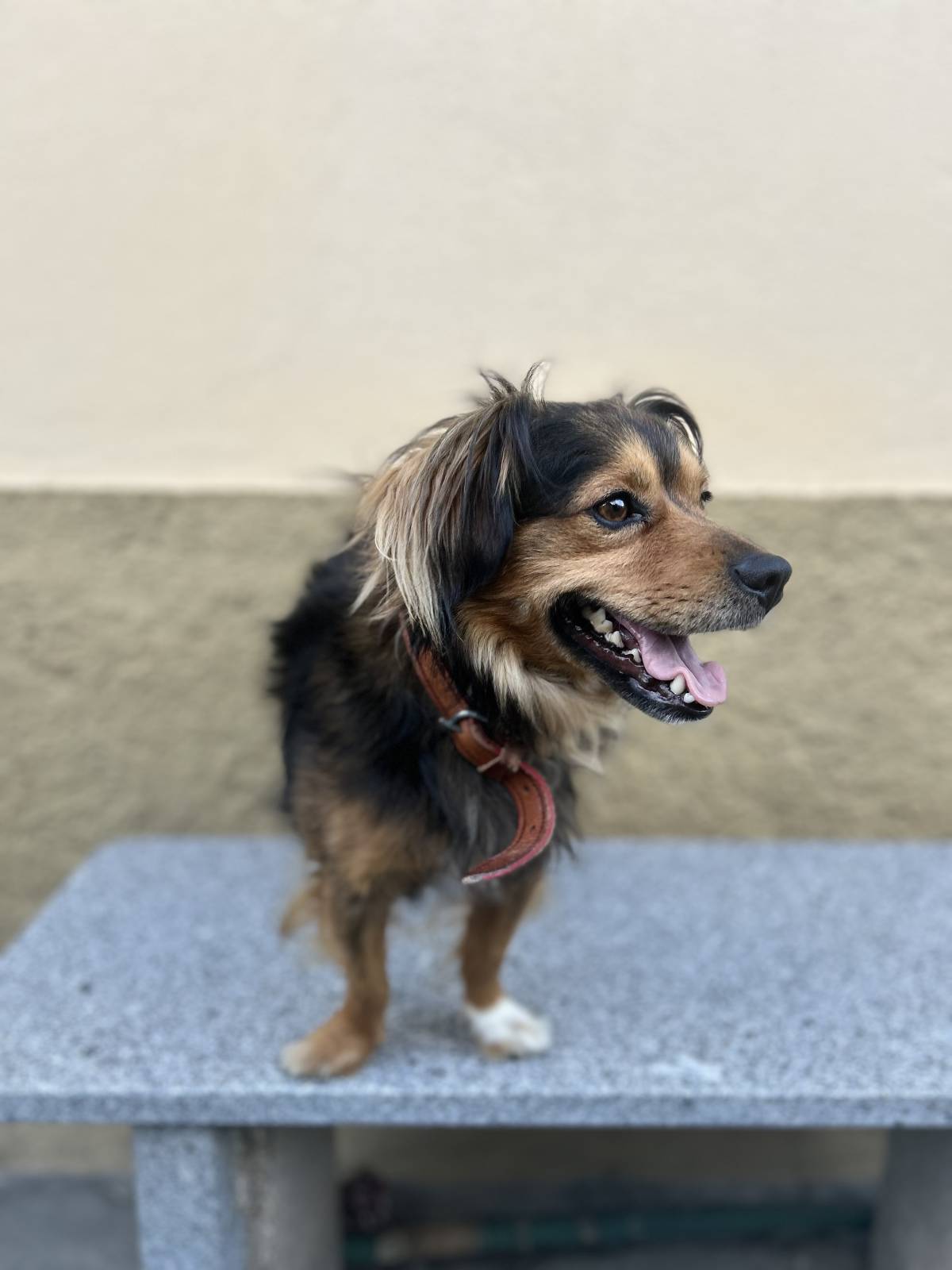 Lara Sofia - Viseu - Cuidados y paseos de mascotas