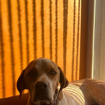 Telmo  Alexandre - Montijo - Pet Sitting