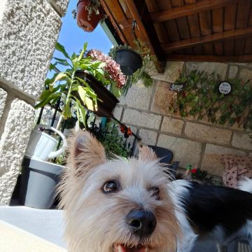 Turrinhas Pet - Caminha - Baths and Grooming for Animals