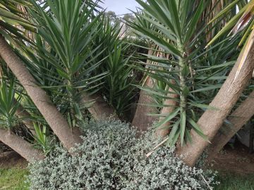 Jardinagem e Relvados