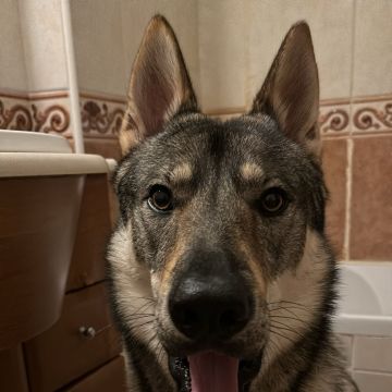 Telmo  Alexandre - Montijo - Pet Care and Grooming