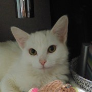 Mimos & Cãopanhia - Cascais - Banhos e Tosquias para Animais
