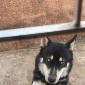 Gabriel Nogueira - Covilhã - Dog Walking