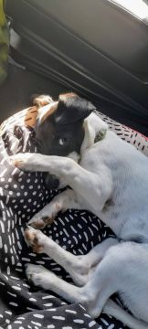 Hotel para Cães