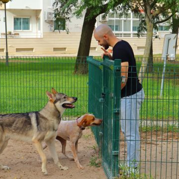 Telmo  Alexandre - Montijo - Dog Sitting