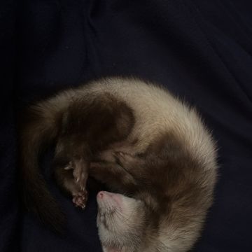 Lara Sofia - Viseu - Cuidar tus mascotas