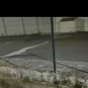 Lara Sofia - Viseu - Cuidar tus perros