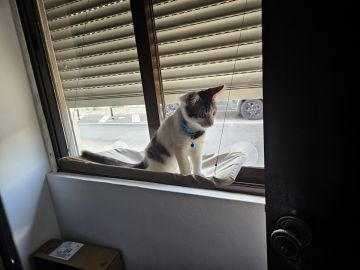 Hospedaje de gatos