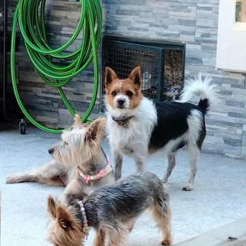 Turrinhas Pet - Caminha - Katzensitter