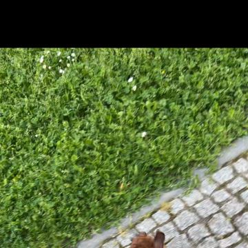 Lara Sofia - Viseu - Paseador de perros