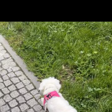 Lara Sofia - Viseu - Cuidar tus gatos