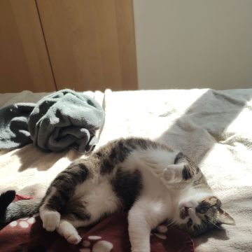 Cristina - Lisboa - Cat Sitting
