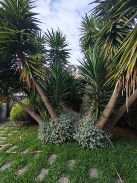 Serviço de Jardinagem