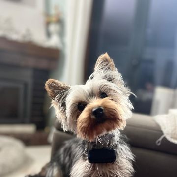 Turrinhas Pet - Caminha - Hundetagesstätte (Hundesitter)