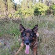 Sarah Cândido - Viseu - Dog Daycare