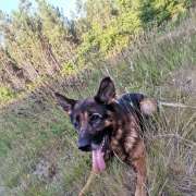 Sarah Cândido - Viseu - Dog Walking