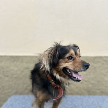 Lara Sofia - Viseu - Cuidados y paseos de mascotas