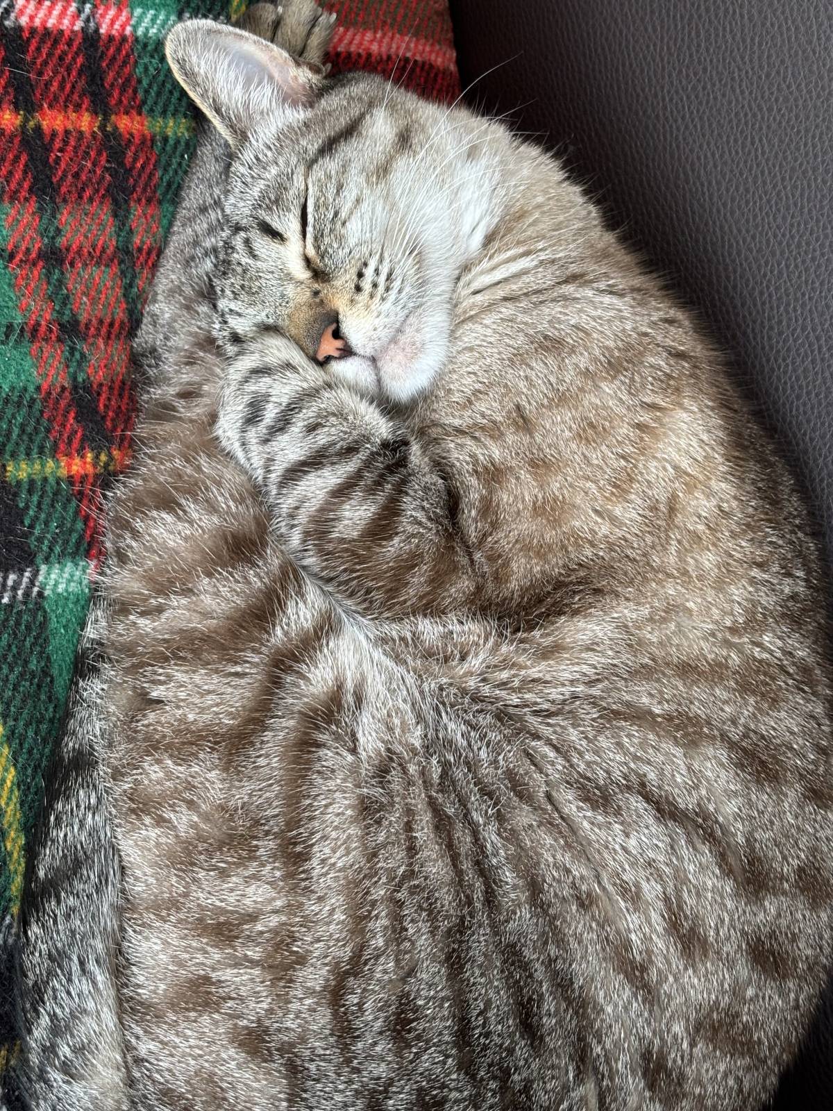 Leandra Ribau - Ílhavo - Garde de chat