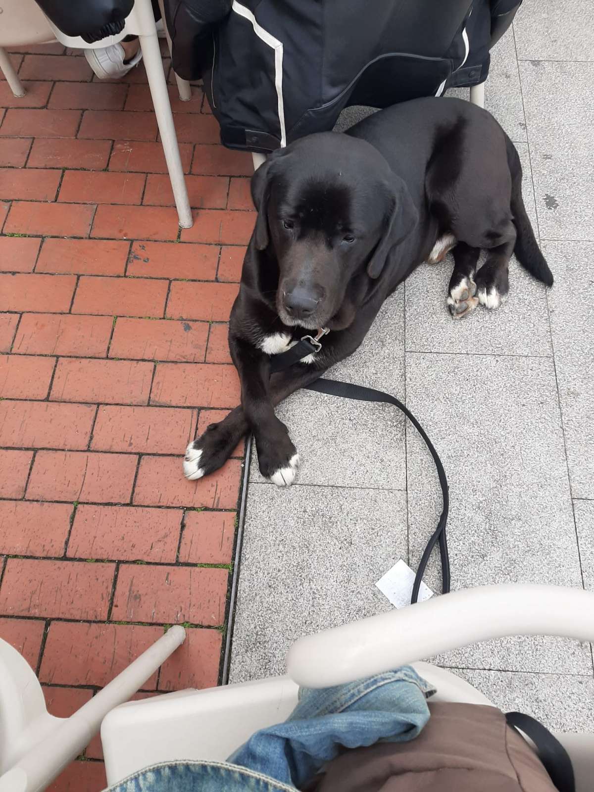 Nico - Porto - Dog Walking