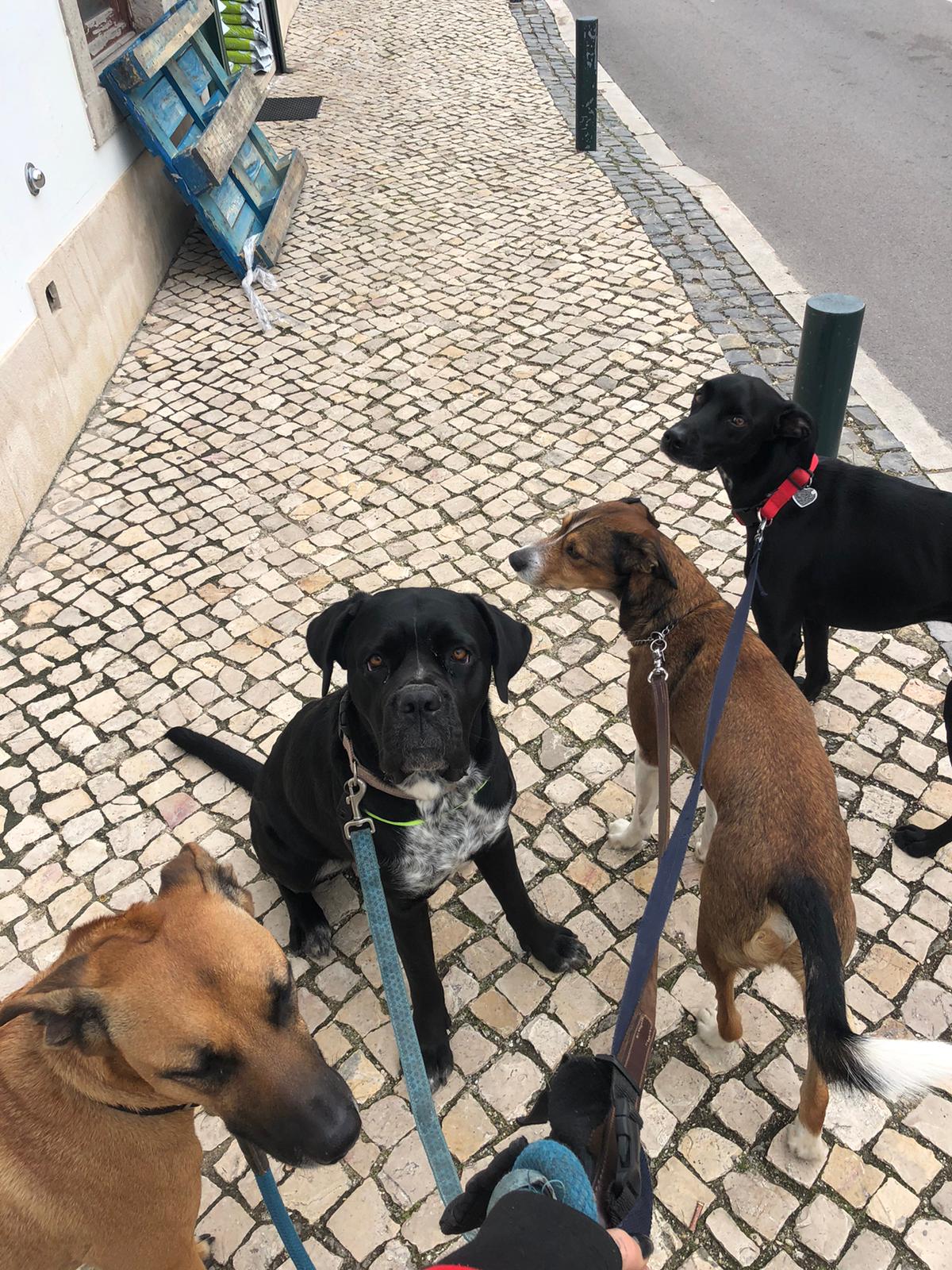 Rita Osório - Lisboa - Hundetraining - Privatunterricht