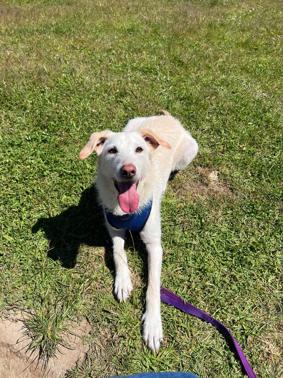 Inês Gomes - Vila Nova de Gaia - Dog Walking