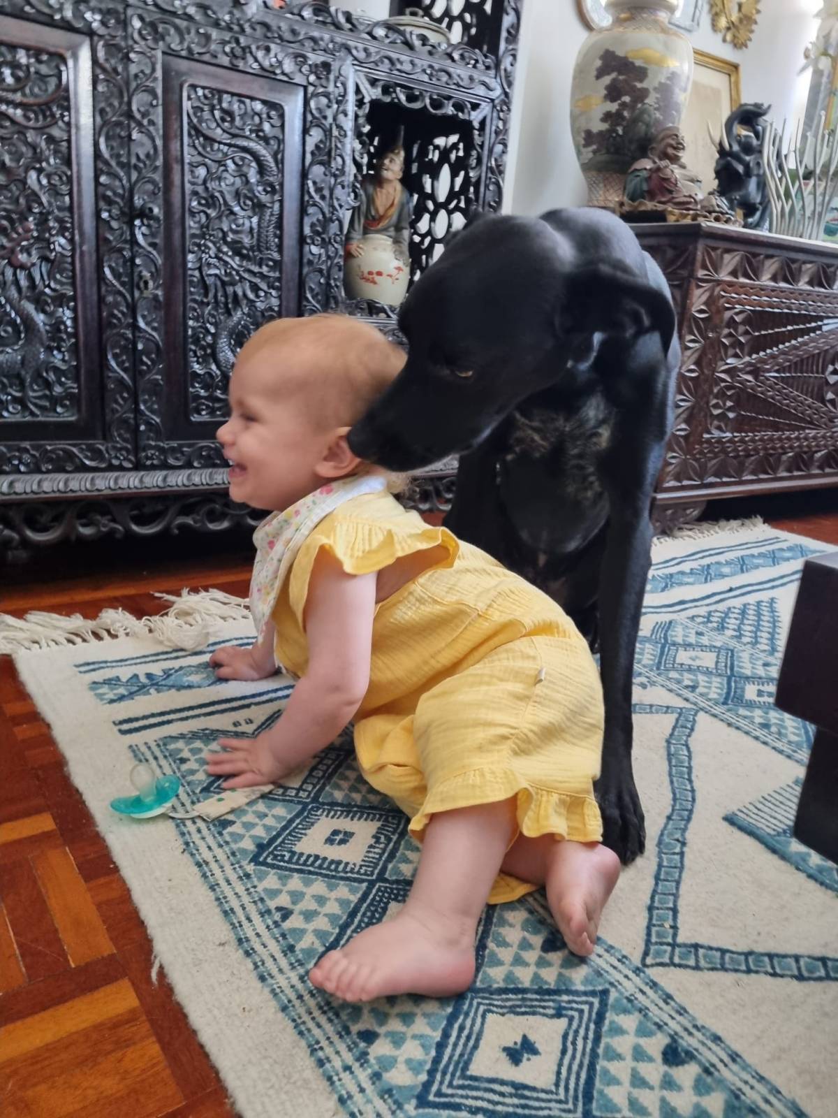Rita Osório - Lisboa - Hundepension
