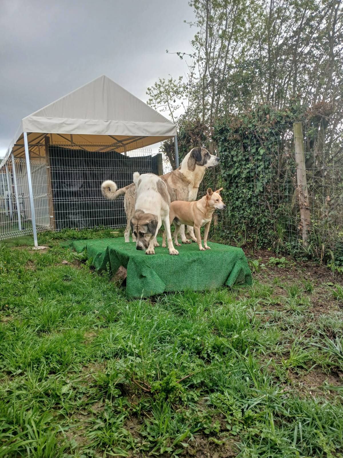 Cãoviver com Cãofiança - Estarreja - Dog Hotel