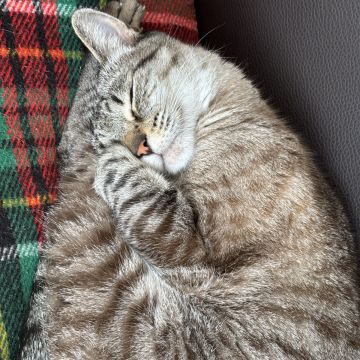 Leandra Ribau - Ílhavo - Garde de chat