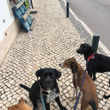 Rita Osório - Lisboa - Hundetraining - Privatunterricht