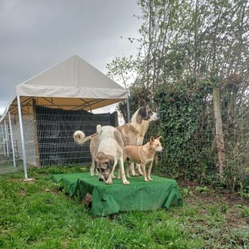 Cãoviver com Cãofiança - Estarreja - Dog Hotel