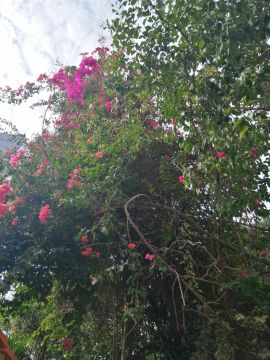 Jardinagem e Relvados
