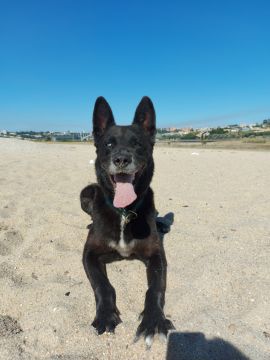 Inês Gomes - Vila Nova de Gaia - Dog Sitting