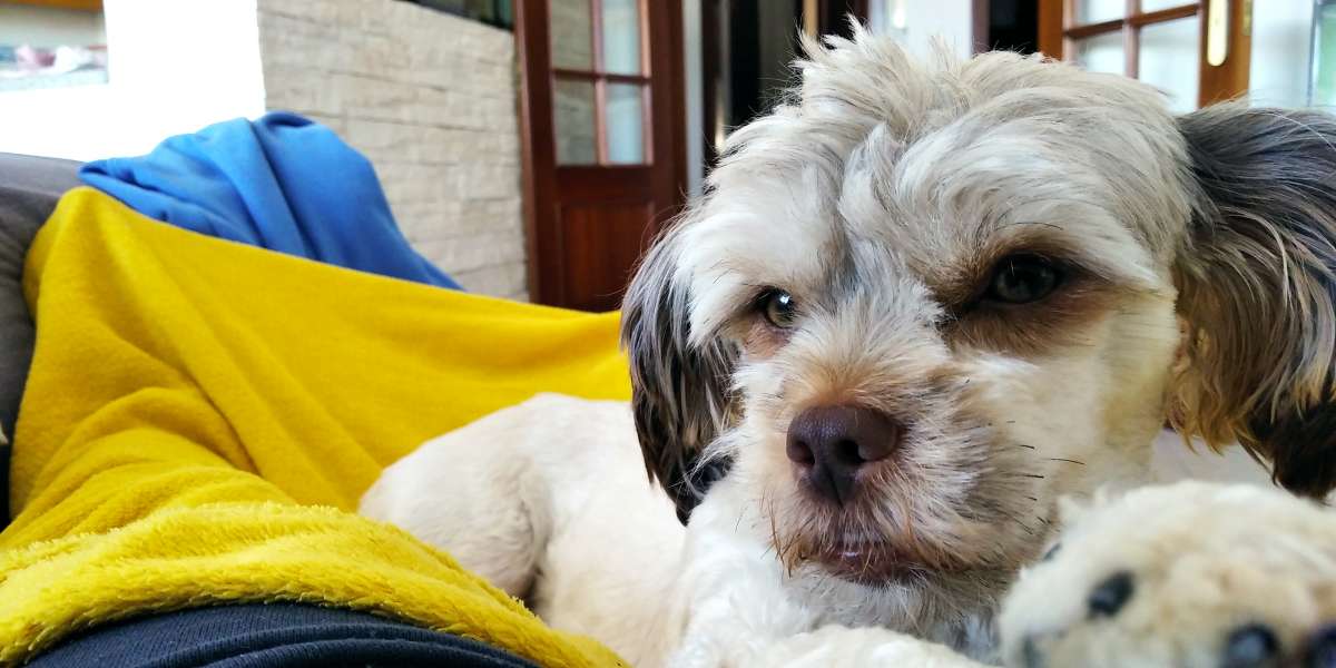 André Lopes - Alcobaça - Dog Hotel