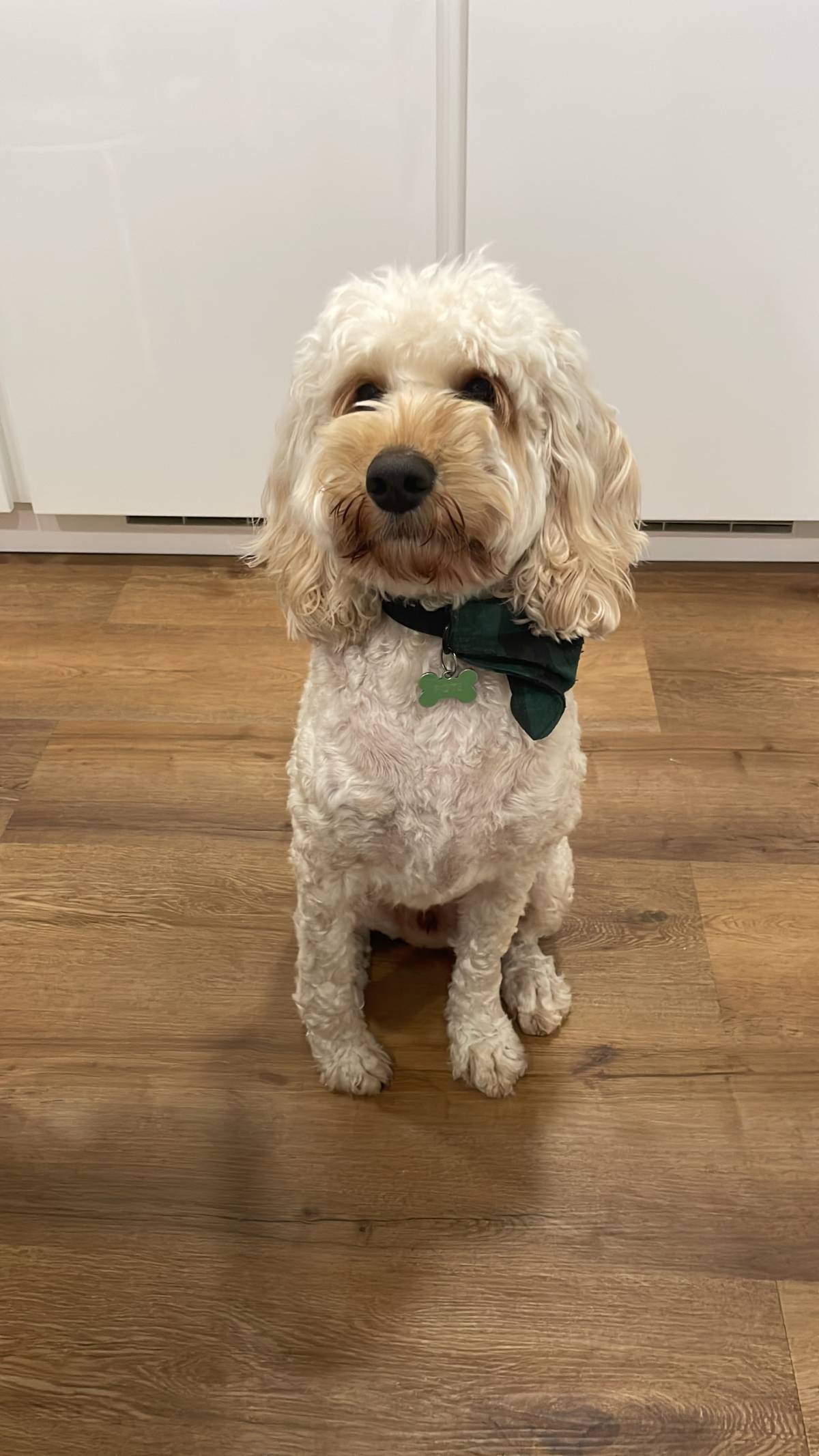 Inês - Sintra - Garde et promenade d’animaux