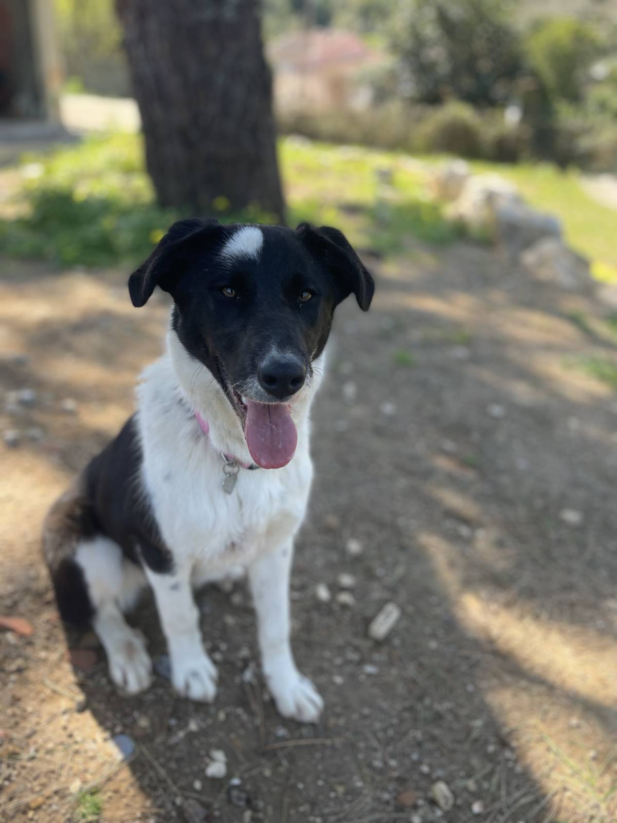 Inês - Sintra - Promenade de chiens
