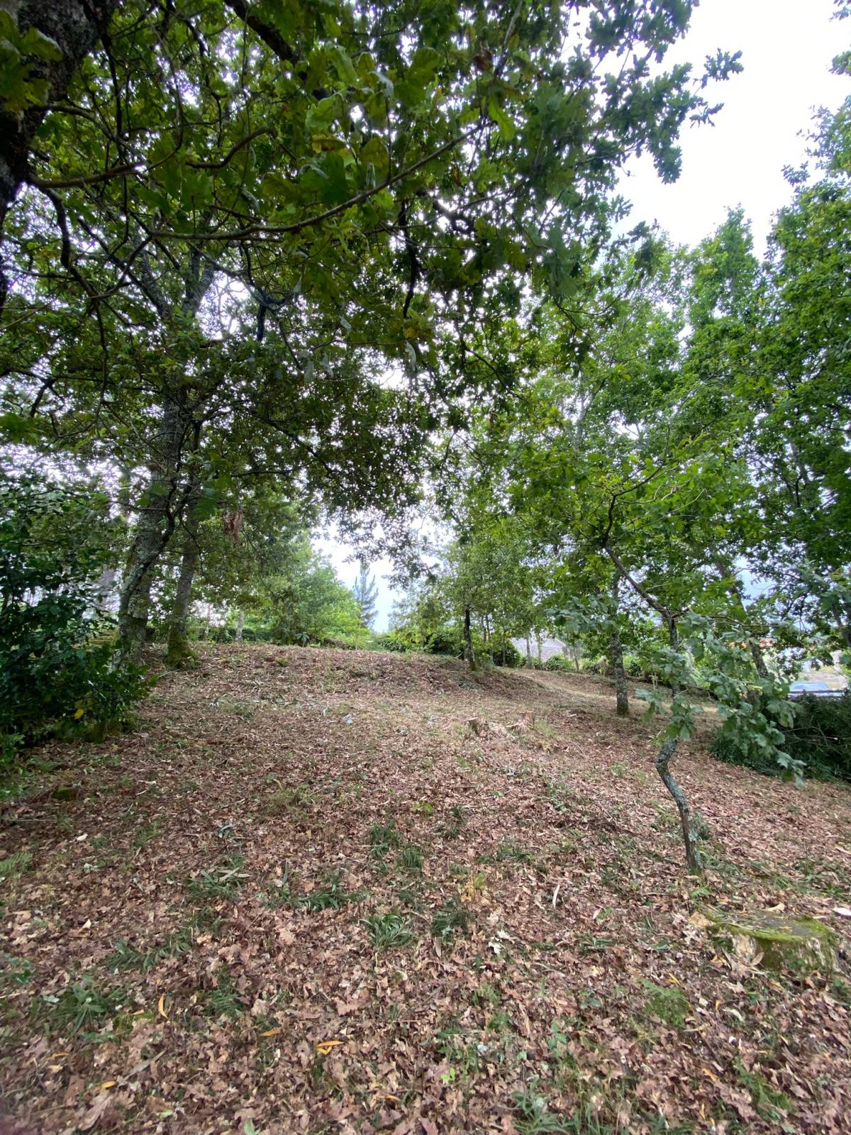 Limpeza de Terrenos