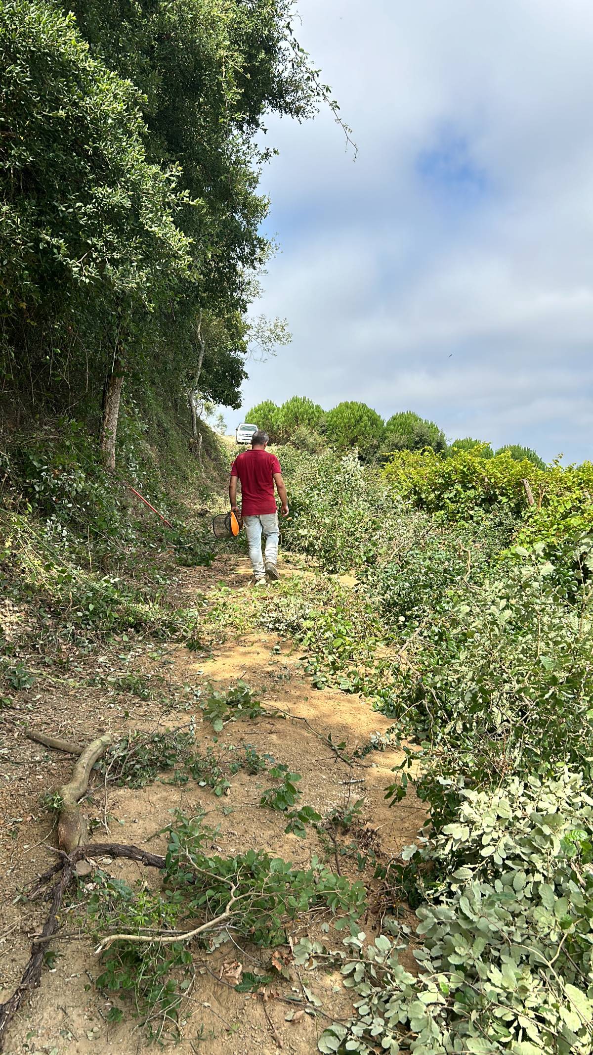Bernardo Cartaxo - Cadaval - Tratamento de Relvado