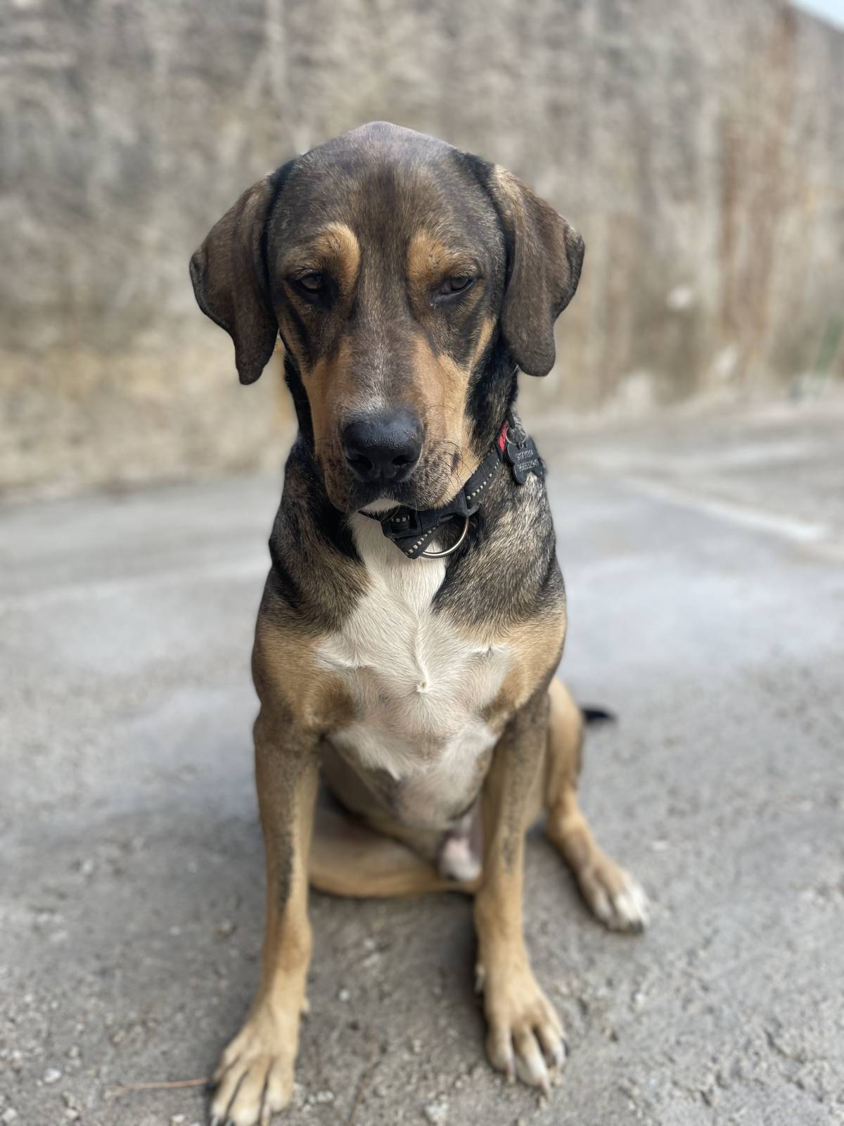 Inês - Sintra - Garde de chiens