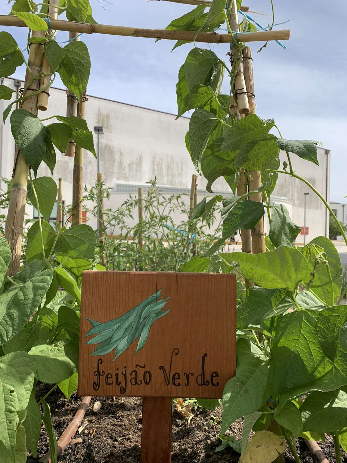 EcoCenter - Lisboa - Remoção de Arbustos