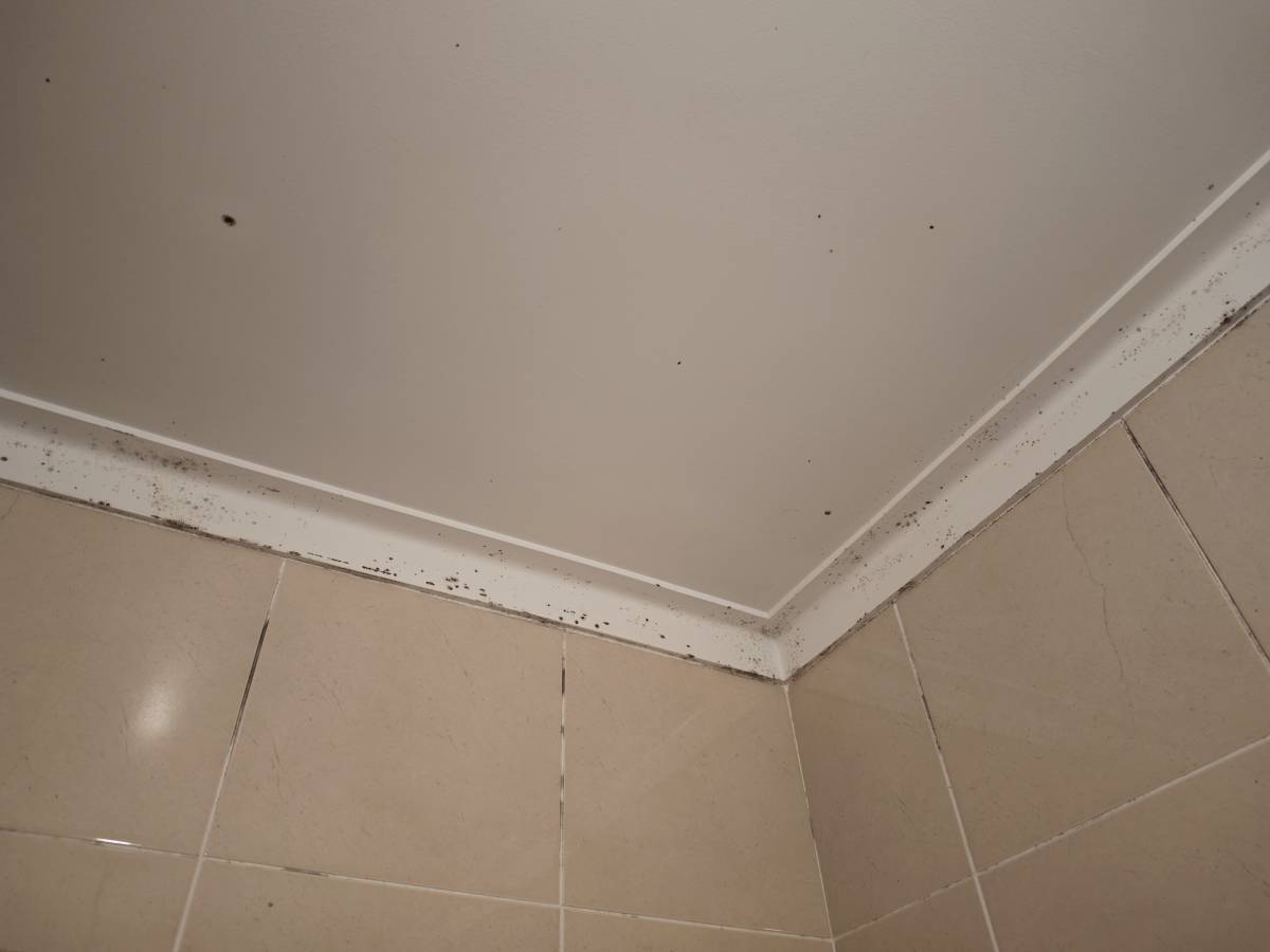 Inspección y eliminación de moho