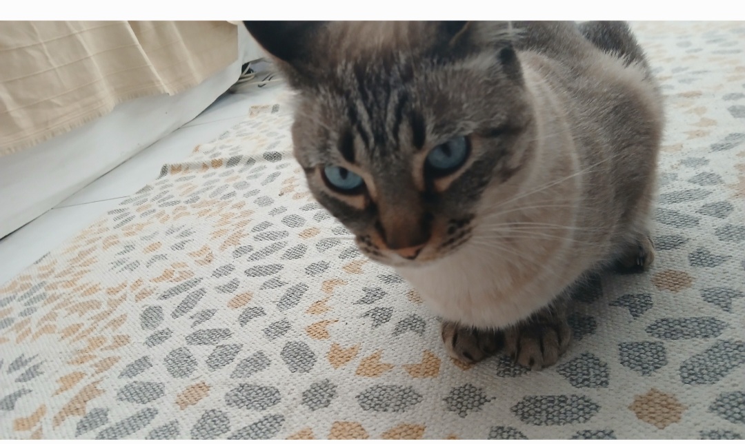 Laura - Setúbal - Banhos e Tosquias para Animais