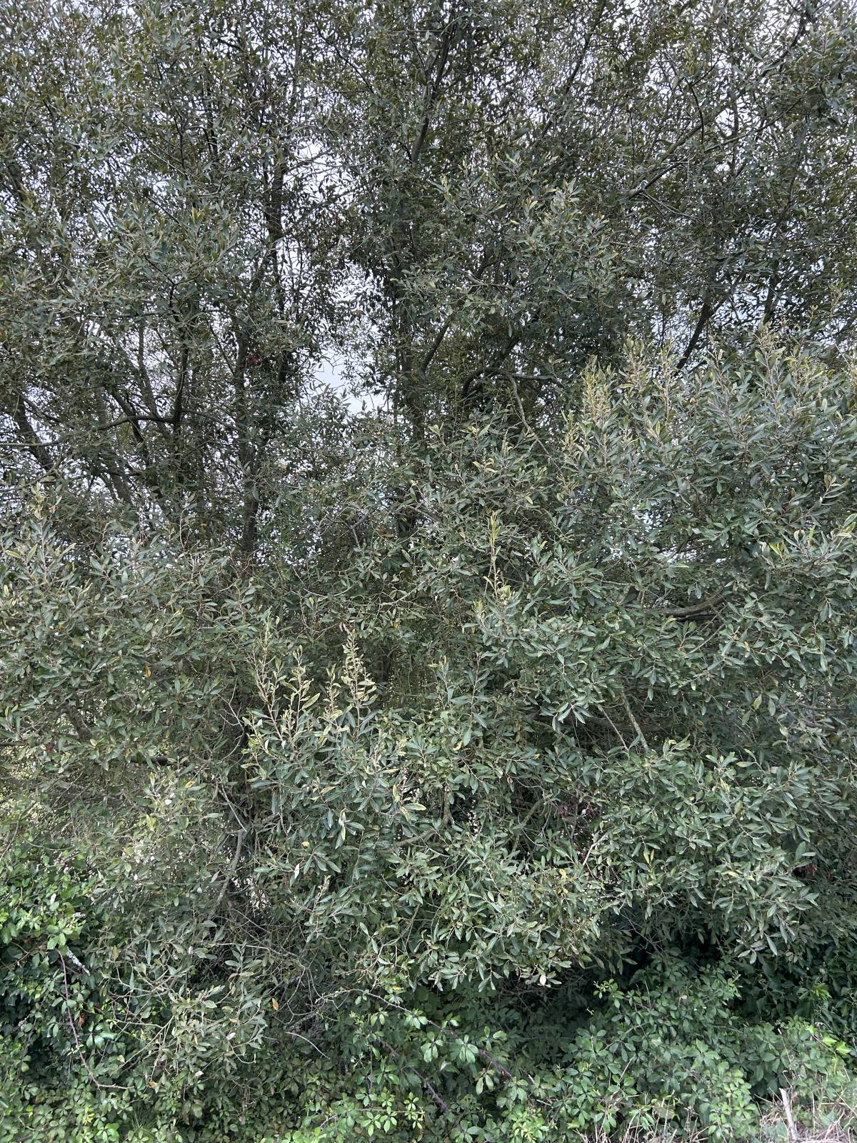 Bernardo Cartaxo - Cadaval - Paisagismo Exterior